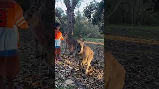 Precious Girl Hand Feeding Kangaroos During a Magical Visit