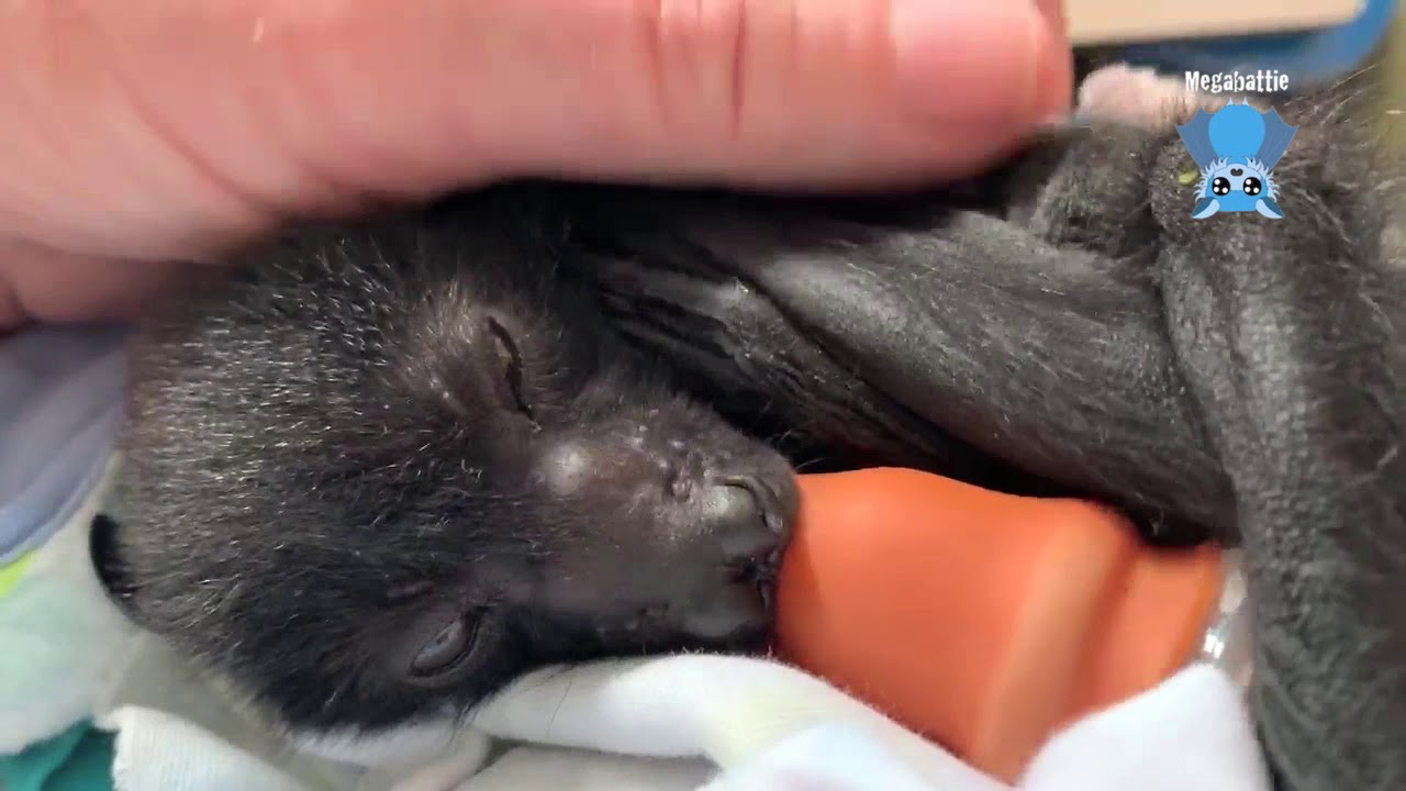 Baby flying-fox and his bottle:  this is Baldrick