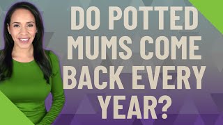Do potted mums come back every year?