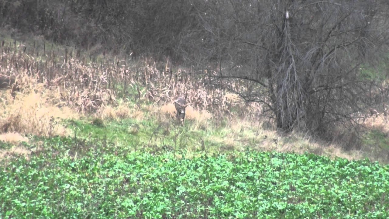 DEER HUNTS IN IOWA . COM Allamakee Iowa Big Buck hunting YouTube