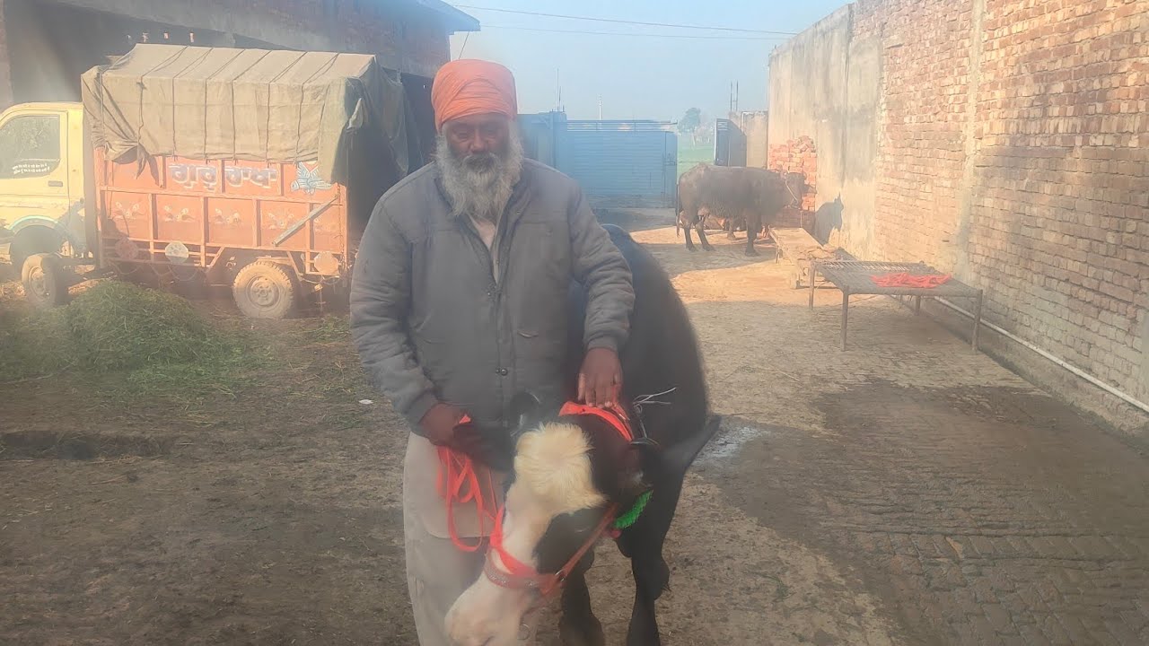 8 ਫਰਵਰੀ 2026 ph 9855921491 ਤੋਕੜਾ ਗੱਬਣਾ ਅਤੇ 15-16 ਲੀਟਰ ਵਾਲੀਆਂ ਰੇਟ 32 ਹਜ਼ਾਰ ਤੋਂ ਸ਼ੁਰੂ 