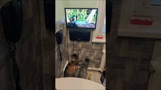 Смотрят телек🐱 в первом ряду! 🐱 funny animals 2012-2024