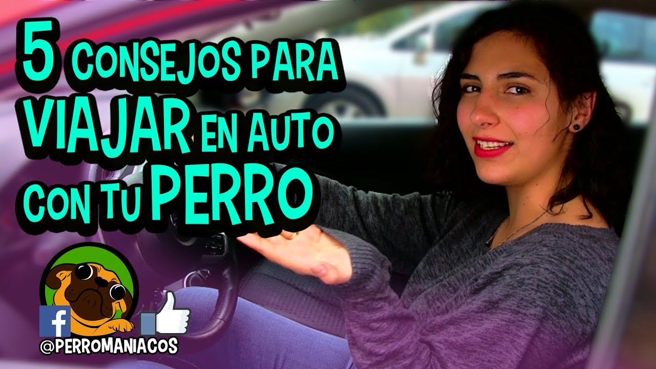 5 CONSEJOS PARA VIAJAR EN AUTO CON TU PERRO