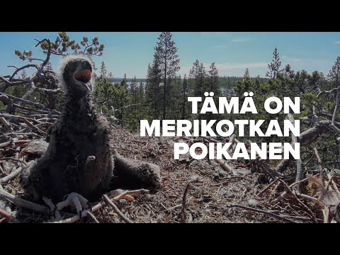 Video: Kuinka Leipoa Lintujen Maitokakku
