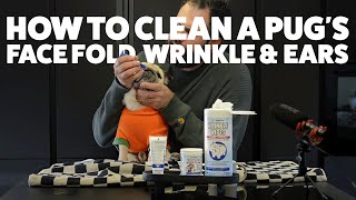 How to clean a Pugs wrinkle and ears