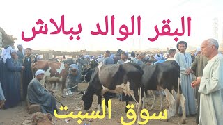 اسعار البقر الوالد والعشر والحلاب بسوق السبت اليوم ٢٨/ ١٠/ ٢٠٢٣م