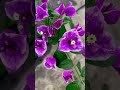 Top 10 Rare Bougainvillea Collection Bougainvillea Plants