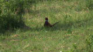 Nature Music UA.Відео Фото Полювання. Одещина. Фазан самець.