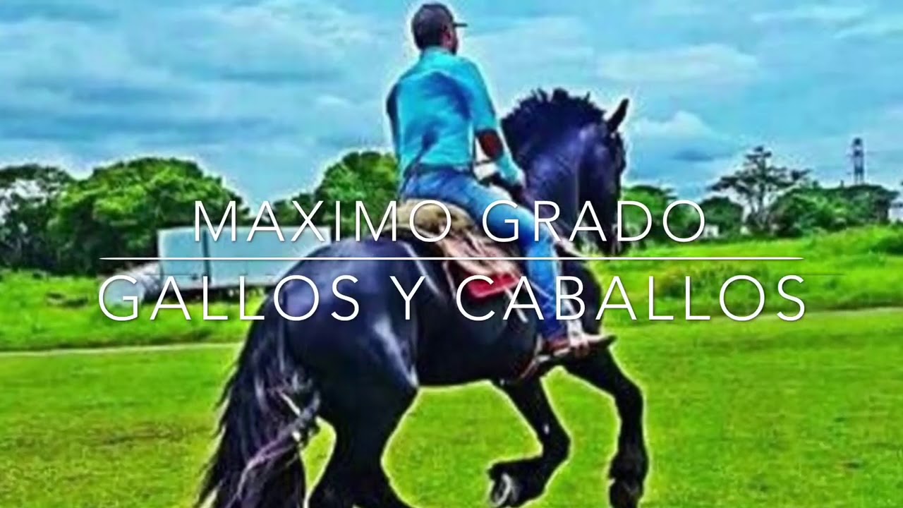 Maximo gado-Gallos y Caballos (2018) 💪 - YouTube