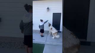 Dog training with Alo…#dog #stbernard #learningtricks