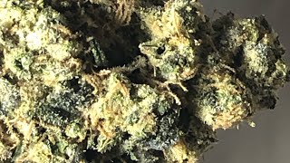 Gary Payton strain review