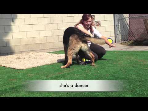 Libby -ADOPTED puppy training potty