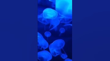 القارئ ابراهيم العسيري