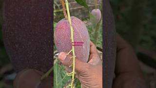 King of chakpat mango plant available all furit varieties farming plant book whatsapp