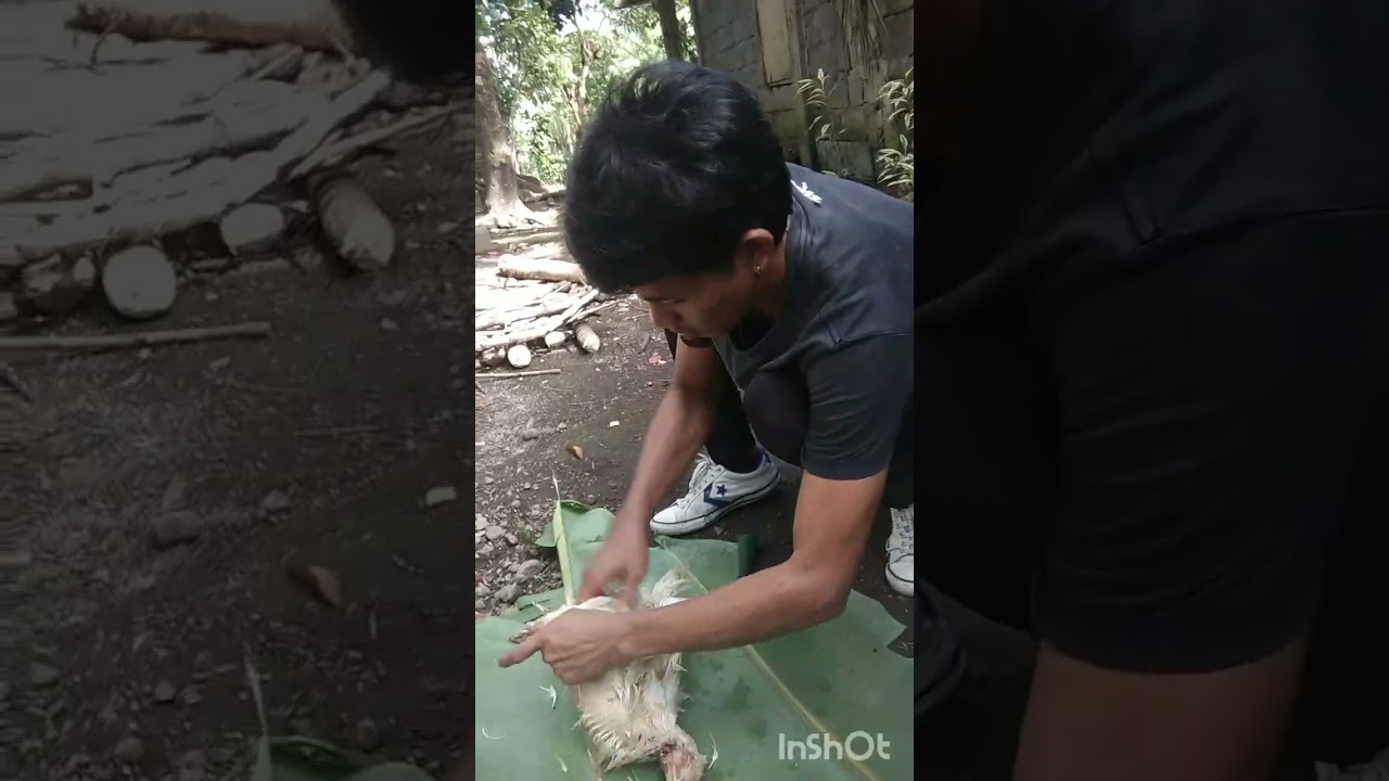 luto tayo Ng 45day na manok