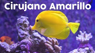 Cuidados Del Cirujano Amarillo - Zebrasoma Flavescens Acuatv