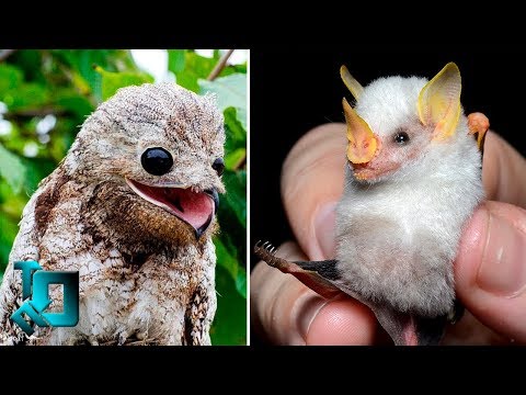 10-animals-you-won’t-believe-exist