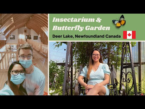 A Butterfly tour! | Deer Lake, NL Canada  🇨🇦 2021 | Vacation Part 2