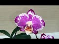 Kaoda, Blanka, биглип и другие орхидеи в домашнем цветении.