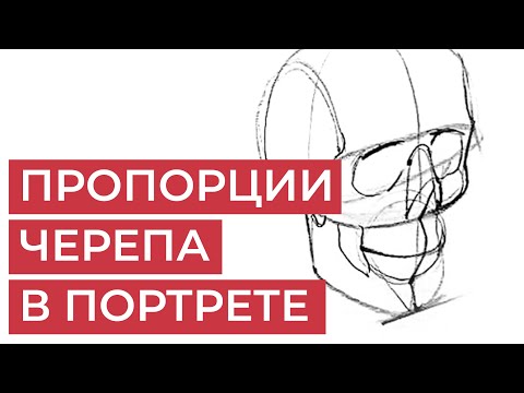 Пропорции лица для рисования портрета