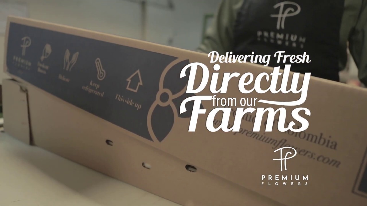 Premium Flowers, Quality Fresh Cut Flower growers YouTube
