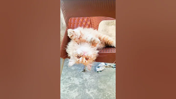 Video 11867851: cat cutecat meow funny, cutecat catplaying