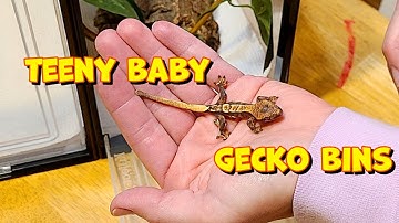 Baby Crested Gecko Hatchling Bin! (Cheap and Easy!)