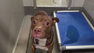 Acs A830207