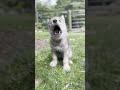 Tiniest Wolf Pup&#39;s Great Big Howl