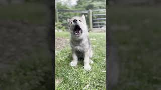 Tiniest Wolf Pup&#39;s Great Big Howl