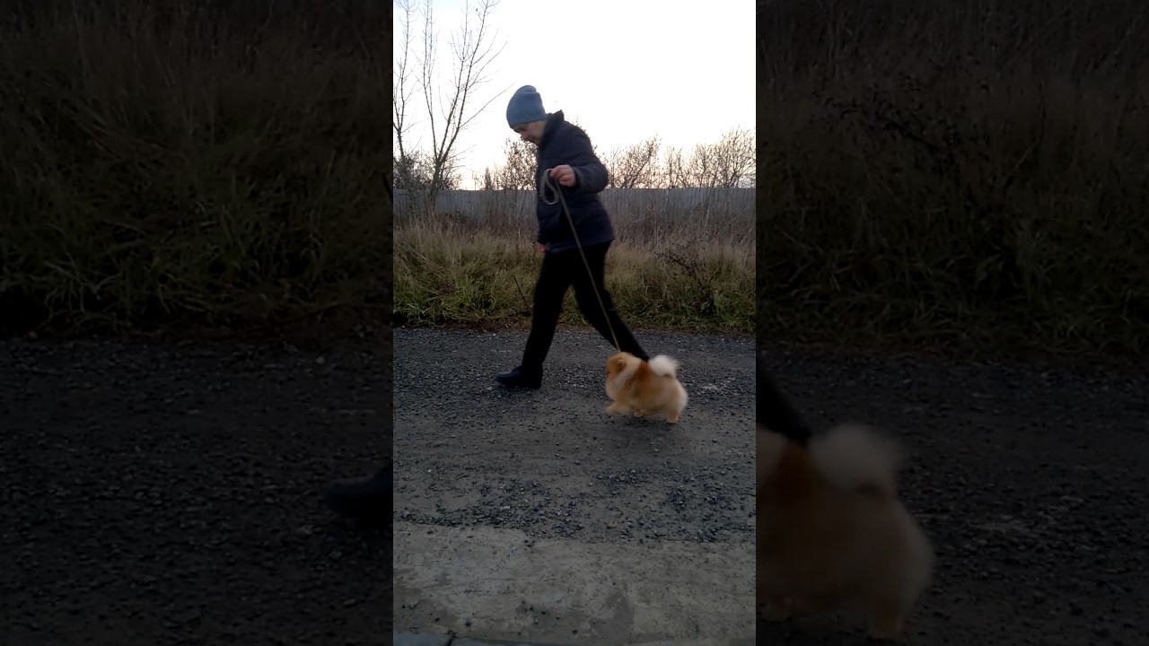 WP 20161103 15 41 10 Pro