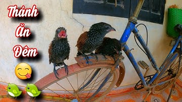 Bìm Bịp Lớn Trông Thấy Nhờ Bí Quyết Này - Bắt Nhái Đêm / Quế Nghịch