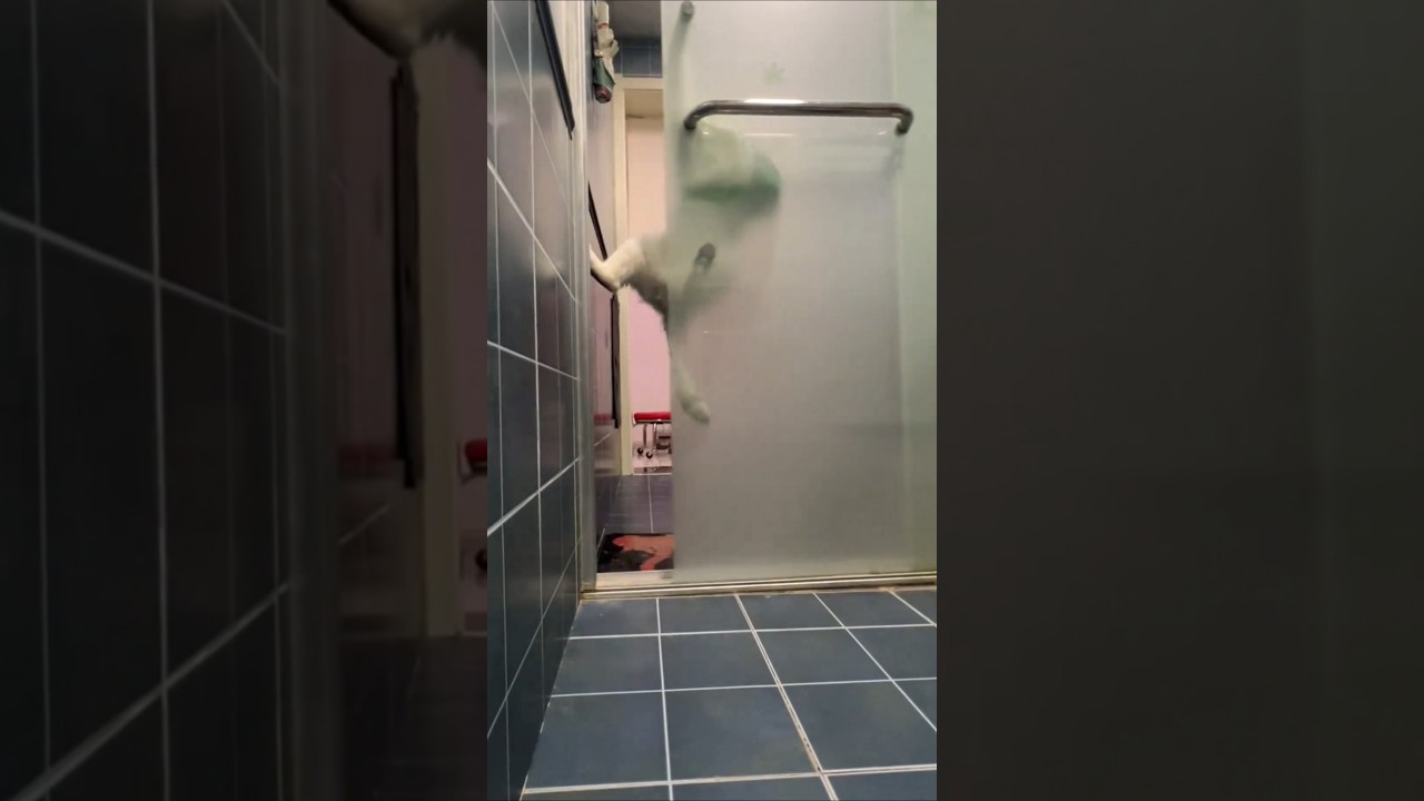 Cat Jumps on Shower Door Handle and Opens the Door