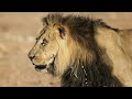 Planeta carnvoro el len  documental de leones