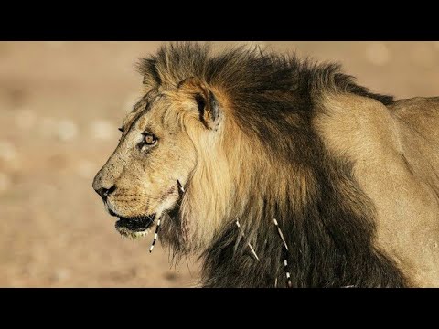 Planeta Carnívoro: El León - Documental de Leones
