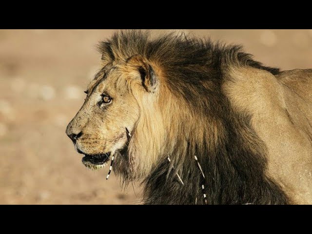 Planeta Carnívoro: El León - Documental de Leones - YouTube