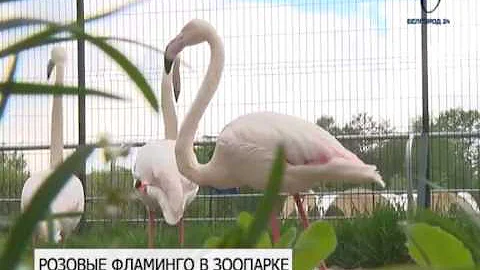 В Белгородском зоопарке поселились розовые фламинго