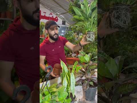 طريقه تكاثر زنبق السلام او الكوبرا