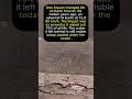 The Asteroid That Wiped Out 75% of Life on Earth | 66 Million Years Ago Explained