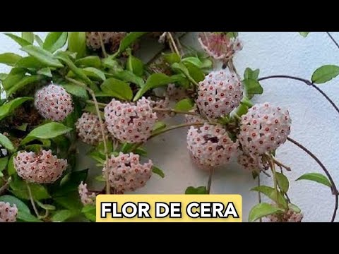Vídeo: Minha planta de cera não floresce - razões pelas quais uma Hoya não floresce