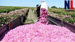 How Farmers Harvest & Process Billions of Rose -  Rose Water Production Line with Modern Machines