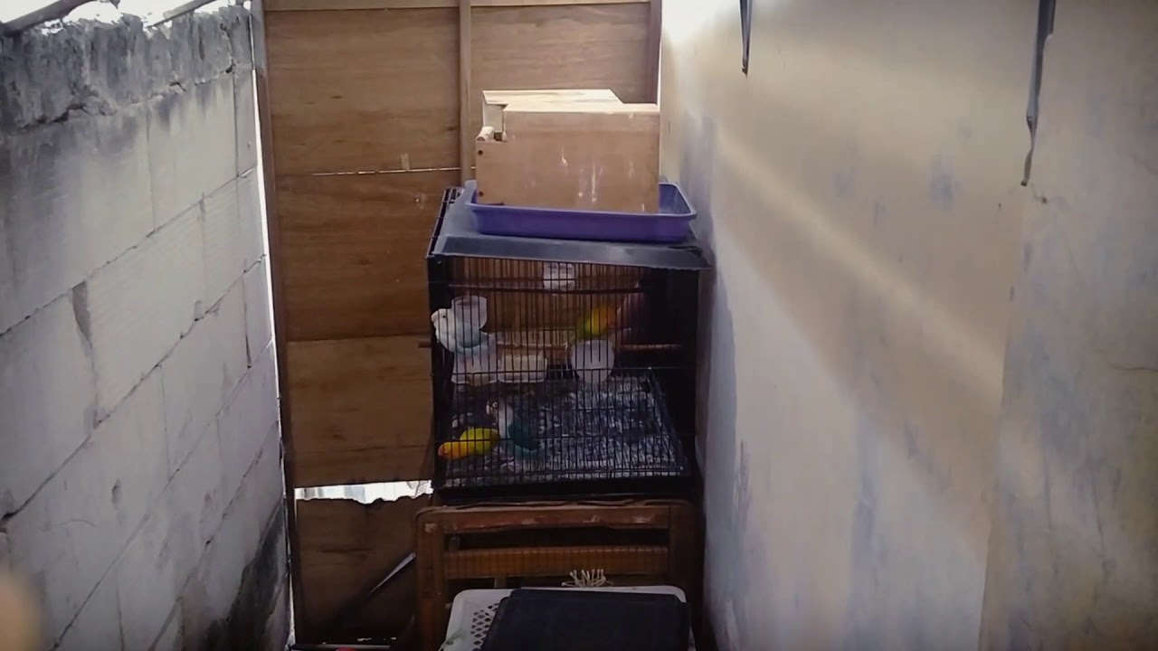Minta burung Lovebird yang sudah juara terus 