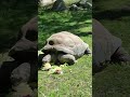 Katze "Bali", Tiere aus dem Tierpark "Hagenbeck" in Hamburg