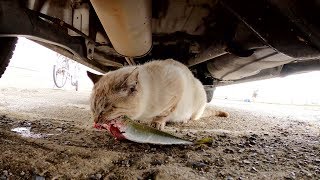 子猫が強面のシャム猫先輩に魚をおねだりしに行くも・・・