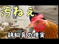 ニワトリを部屋で飼うとこんな目に遭います