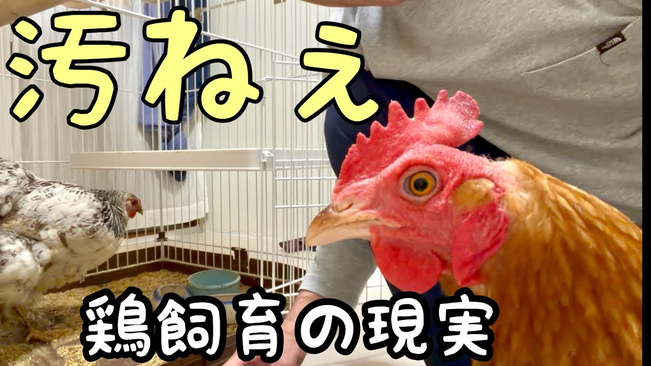 ワシの鳥元気でお金やってくる　強い廃棄できる This is what happens when you keep chickens indoors. - YouTube
