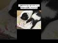 絶対やらないほうがいいんだけど全飼い主がやったことあるやつ#猫#ハチワレ#shorts