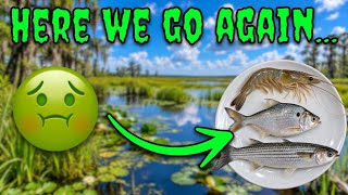 I Caught (AND ATE) Multiple Species of Bait Fish! (AGAIN!)