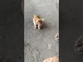Oyen kecil suka gangguin orang kerja #cat #kucinglucu #kucingviral