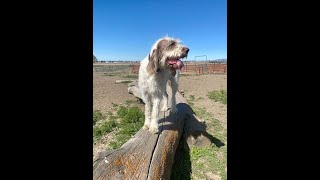 Load Up Course Introduction to our online dog training program by Dog Training 360 4 views 10 months ago 4 minutes, 54 seconds